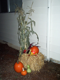 cornstalks-straw-and-pumpkins-by-matthew-and-tracie.jpg