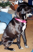 maggie-the-dog-by-karen.jpg