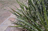 new-mexico-plants.jpg