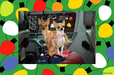 Check out the RV dogs on these holiday cards! rv-dogs-christmas-holiday-photo-cards.jpg