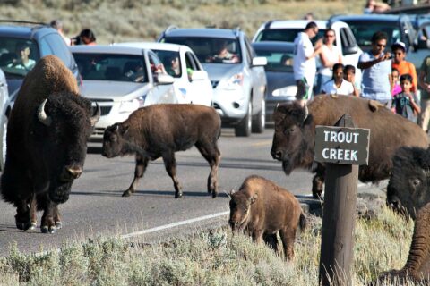 Bison crossing the road in Yellowstone National Park