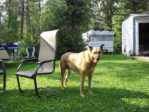 campground-dog-by-jon-a-ross.jpg