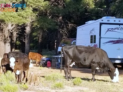 Cattle grazing around National Forest land campers.