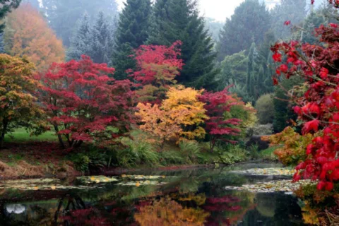 colorful-fall-foliage