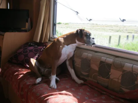 Full time RV living takes some planning -- especially if you bring your pet along!