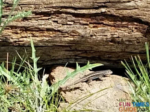 A gecko I spotted while National Forest camping in my RV.