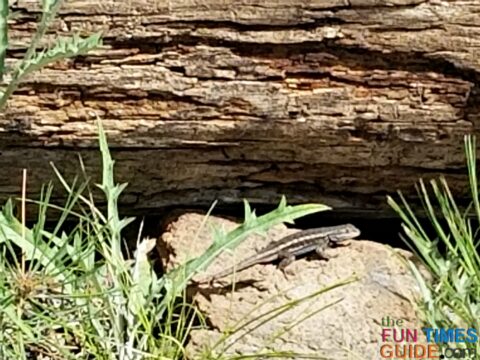 A gecko I spotted while National Forest camping in my RV.
