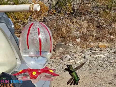 Hummingbirds are a frequent sight when I'm RV camping on National Forest land.