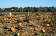 pumpkin-patch-by-the-smiths.jpg